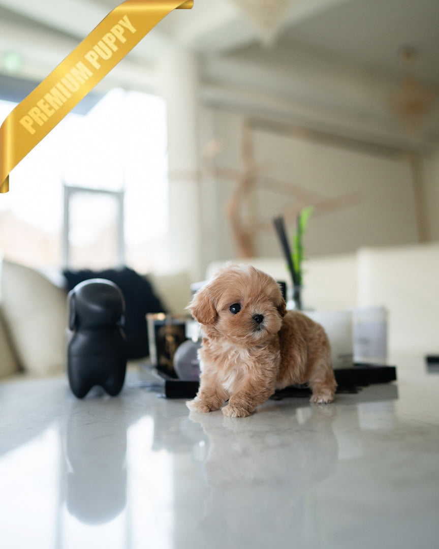 LALA - FEMALE (PURCHASED by KRISTEN) - ROLLY TEACUP PUPPIES - TEACUP PUPPY FOR SALE