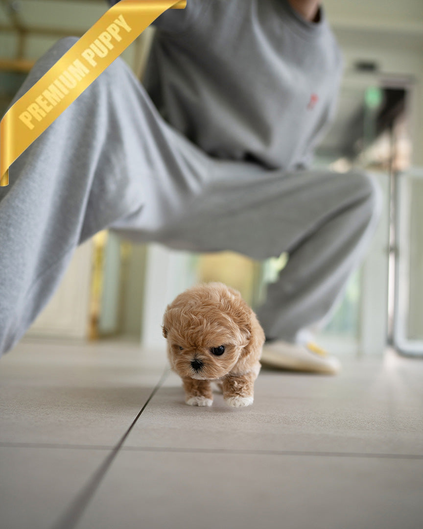 BISCUIT - MALE (PURCHASED by WILLIAM) - ROLLY TEACUP PUPPIES - TEACUP PUPPY FOR SALE