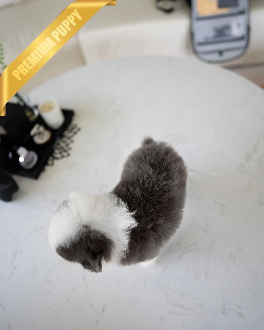 NOVA - FEMALE (PURCHASED by LIA) - ROLLY TEACUP PUPPIES - TEACUP PUPPY FOR SALE