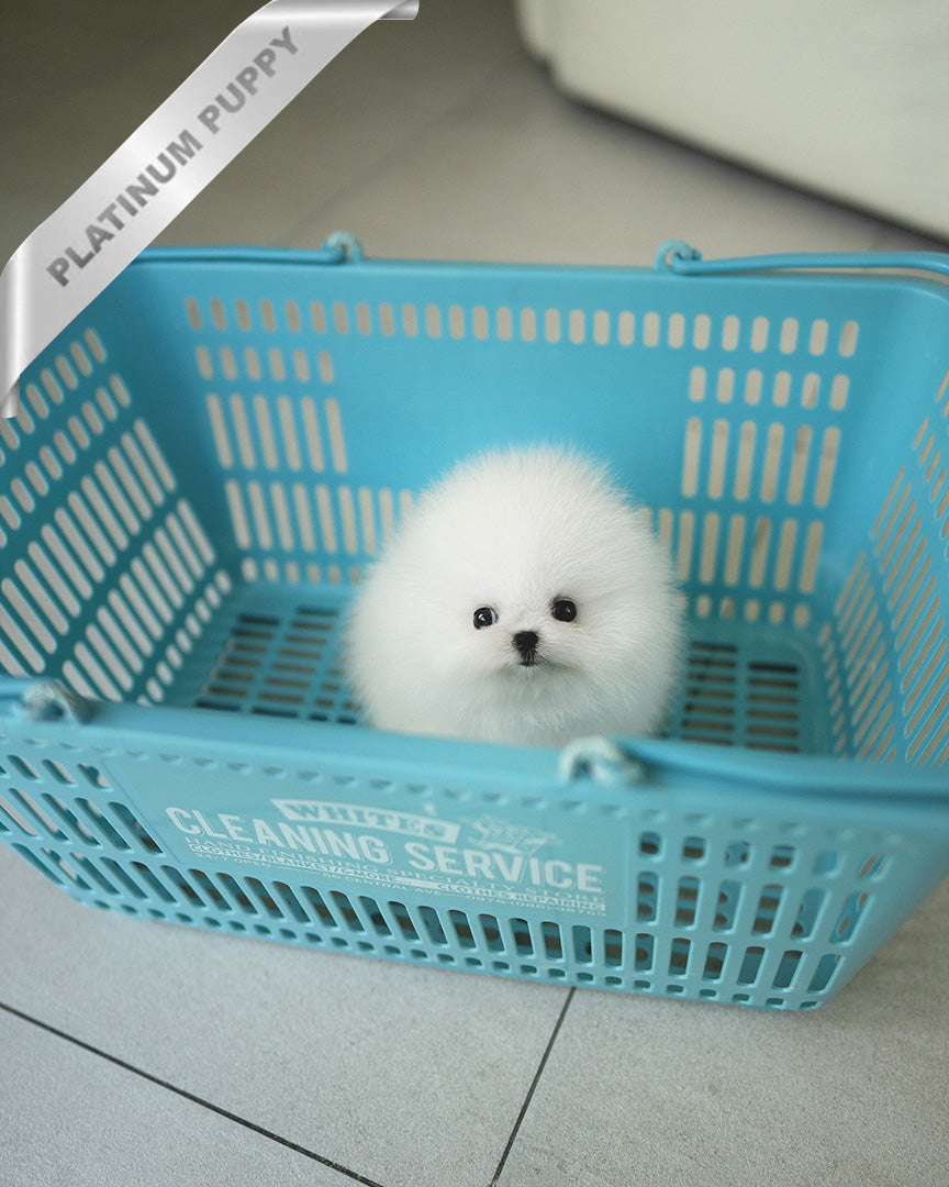 DIANA - FEMALE - ROLLY TEACUP PUPPIES - TEACUP PUPPY FOR SALE