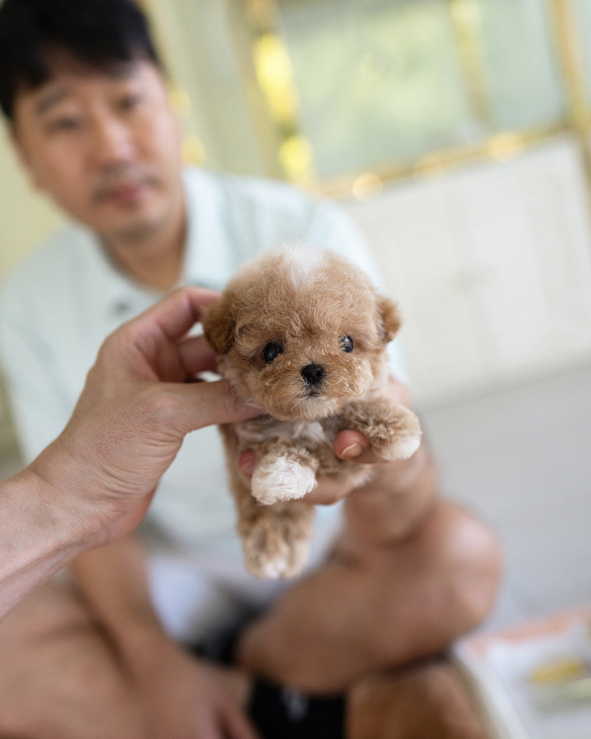 TOBY - MALE - ROLLY TEACUP PUPPIES - TEACUP PUPPY FOR SALE