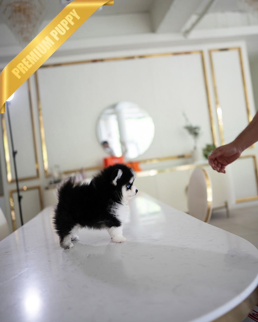 KODA - MALE (PURCHASED by SACHI) - ROLLY TEACUP PUPPIES - TEACUP PUPPY FOR SALE