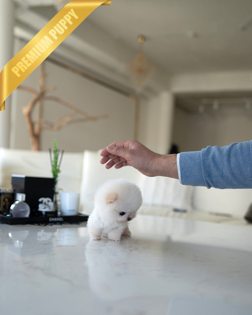 BOO - MALE (PURCHASED by MICHAEL) - ROLLY TEACUP PUPPIES - TEACUP PUPPY FOR SALE