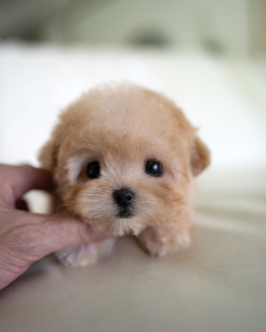 MOCHI - FEMALE (PURCHASED by JE) - ROLLY TEACUP PUPPIES - TEACUP PUPPY FOR SALE