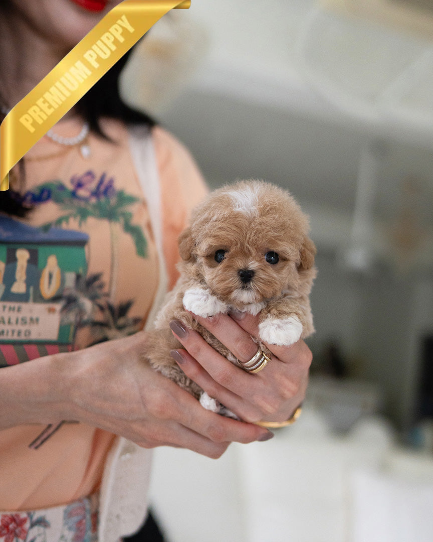 LYRA - FEMALE (PURCHASED by LARISSA) - ROLLY TEACUP PUPPIES - TEACUP PUPPY FOR SALE