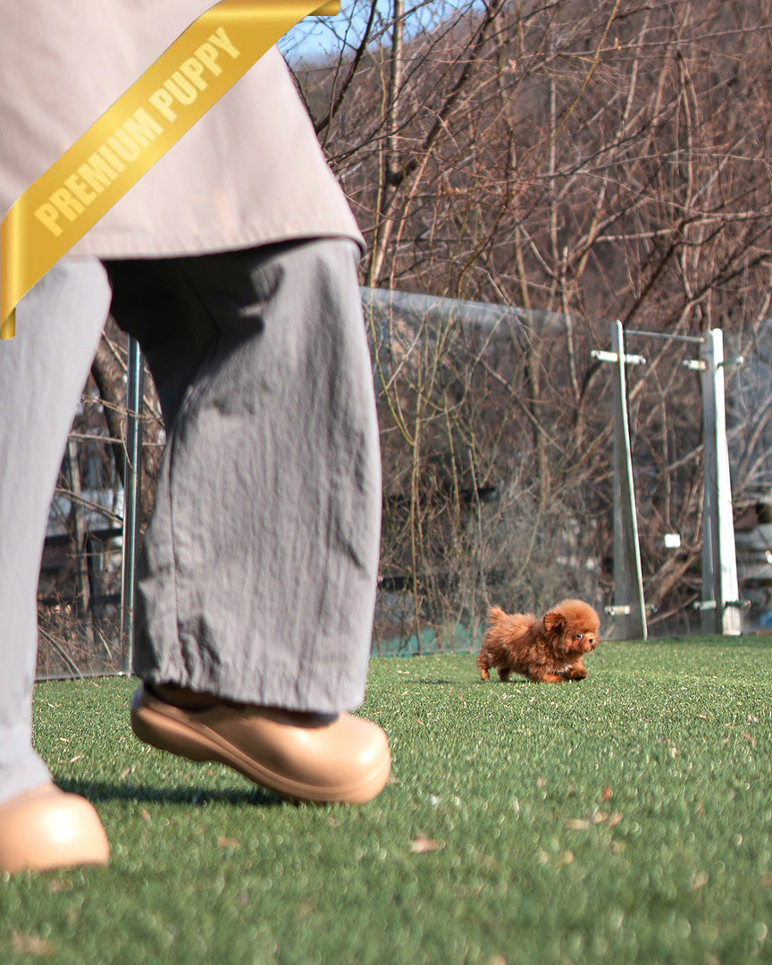 JESSICA - FEMALE (PURCHASED by MARIE) - ROLLY TEACUP PUPPIES - TEACUP PUPPY FOR SALE