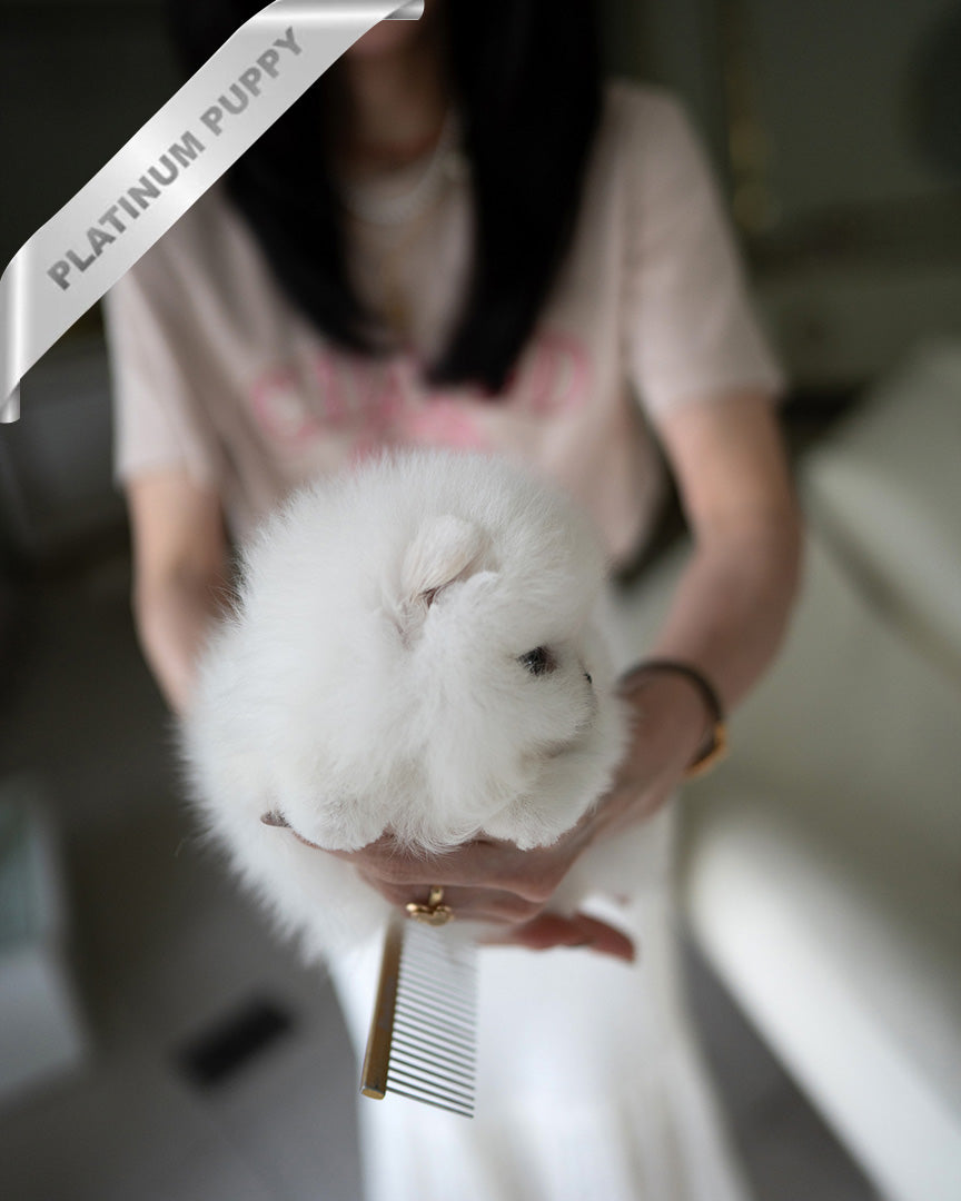 PUFFIN - FEMALE (PURCHASED by LILLIANE) - ROLLY TEACUP PUPPIES - TEACUP PUPPY FOR SALE