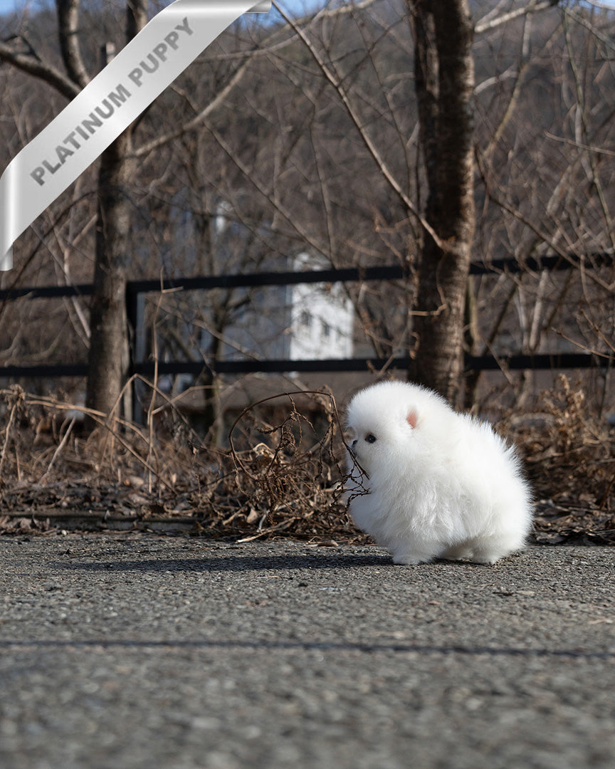 GIOVANNI - MALE (PURCHASED by ASHLYN) - ROLLY TEACUP PUPPIES - TEACUP PUPPY FOR SALE
