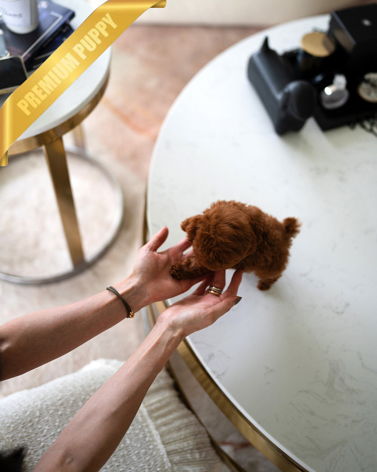 AMELIA - FEMALE (PURCHASED by MARIANA) - ROLLY TEACUP PUPPIES - TEACUP PUPPY FOR SALE