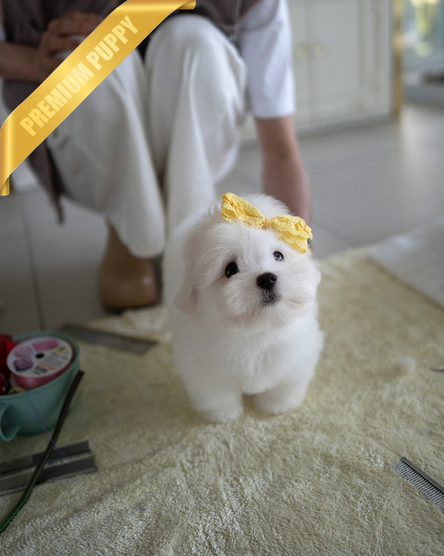 CHICO - MALE (PURCHASED by RT) - ROLLY TEACUP PUPPIES - TEACUP PUPPY FOR SALE