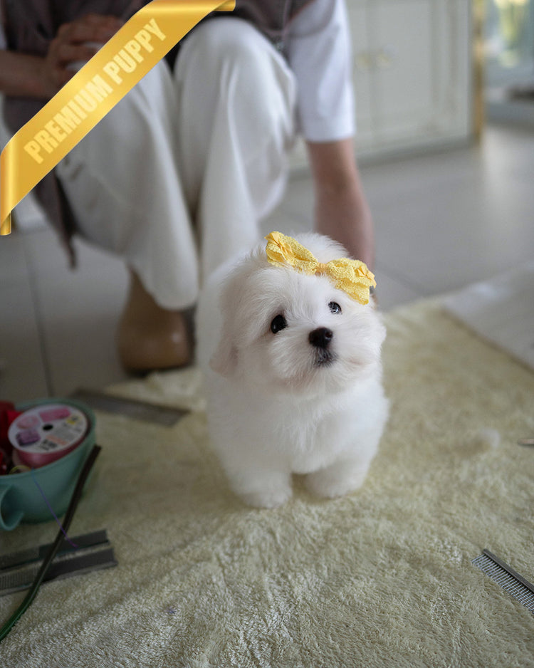 CHICO - MALE (PURCHASED by RT) - ROLLY TEACUP PUPPIES - TEACUP PUPPY FOR SALE