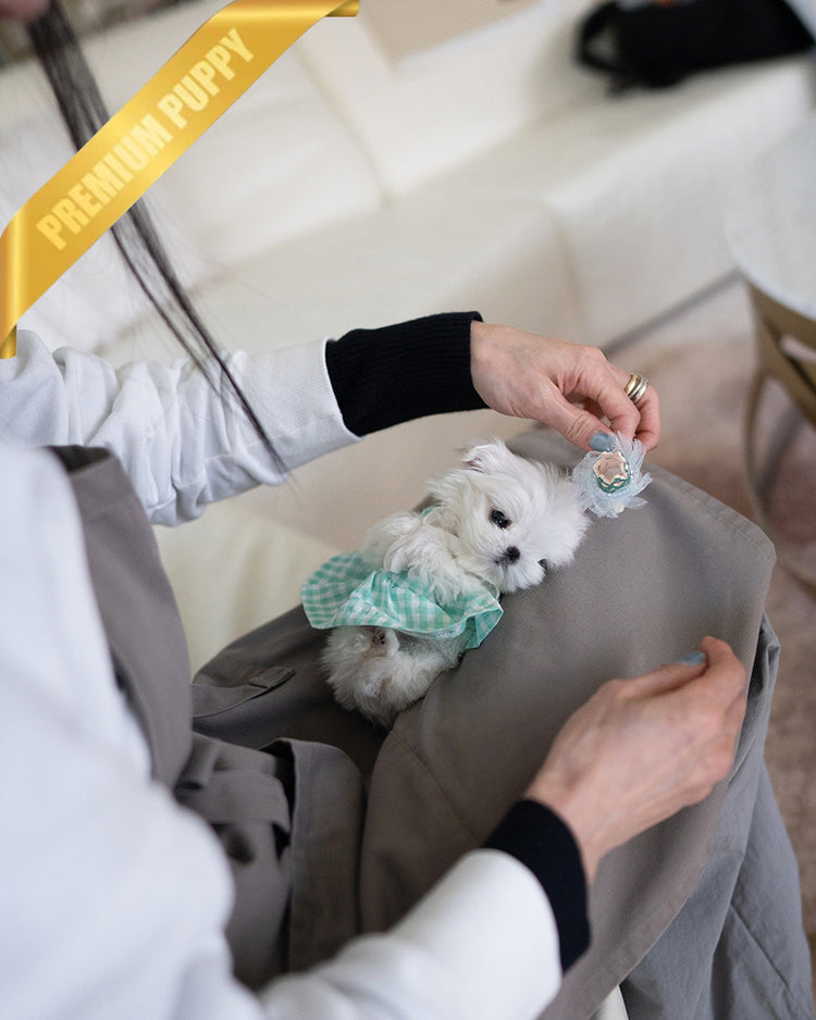 TOBY - MALE - ROLLY TEACUP PUPPIES - TEACUP PUPPY FOR SALE
