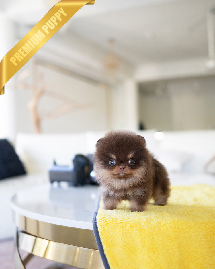 LYON - MALE (PURCHASED by EVI) - ROLLYPUPS OFFICIAL