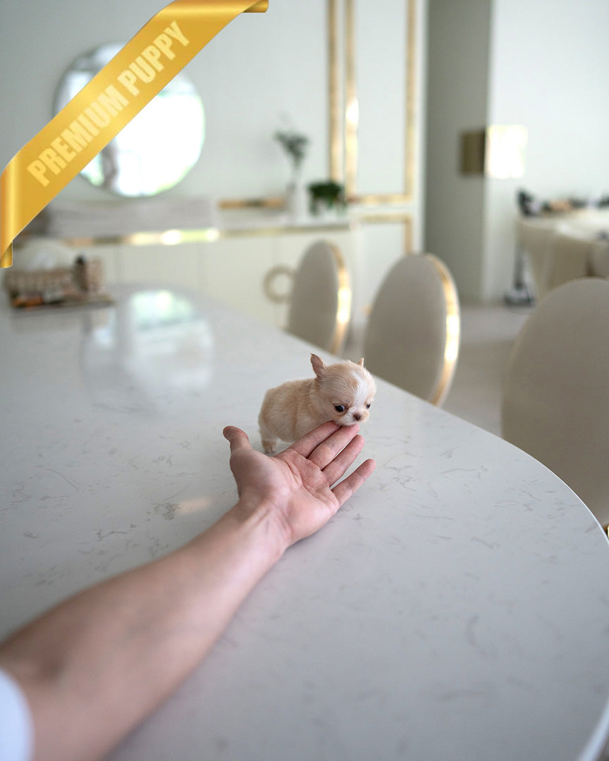 LOLA - FEMALE (PURCHASED by BETH) - ROLLY TEACUP PUPPIES - TEACUP PUPPY FOR SALE