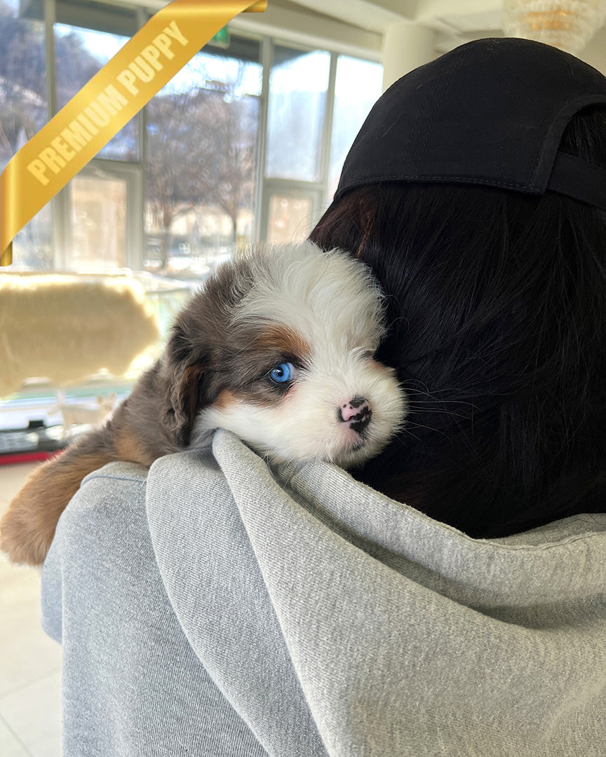 NOVA - FEMALE (PURCHASED by ANDREA) - ROLLY TEACUP PUPPIES - TEACUP PUPPY FOR SALE