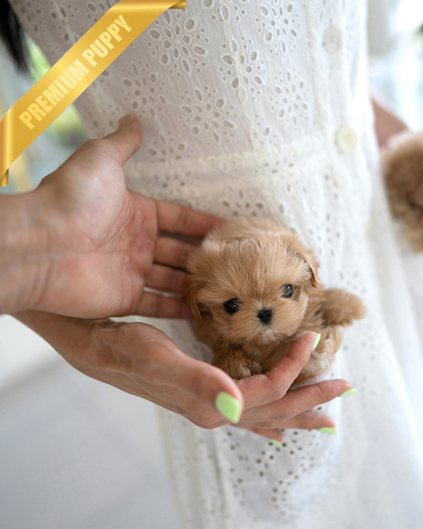 SKY - MALE (PURCHASED by OLIVIA) - ROLLYPUPS OFFICIAL