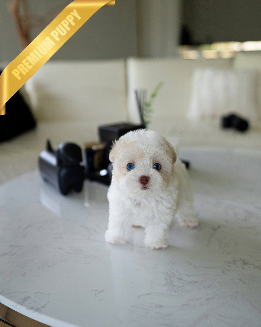 ZEPHYR  - MALE (PURCHASED by RUTH) - ROLLY TEACUP PUPPIES - TEACUP PUPPY FOR SALE