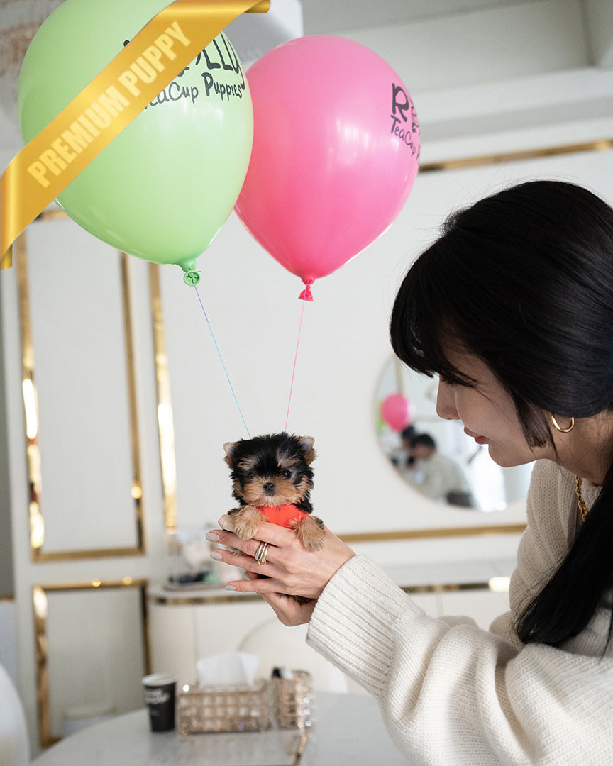 STELLA - FEMALE (PURCHASED by REBECA) - ROLLY TEACUP PUPPIES - TEACUP PUPPY FOR SALE