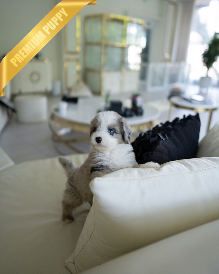 CHASE - MALE (PURCHASED by JAY) - ROLLY TEACUP PUPPIES - TEACUP PUPPY FOR SALE