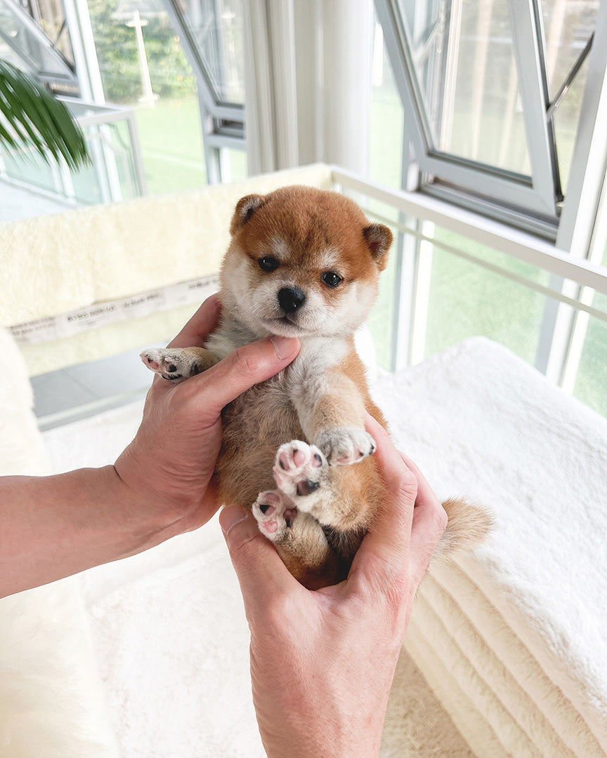 LUCA - MALE - ROLLY TEACUP PUPPIES - TEACUP PUPPY FOR SALE