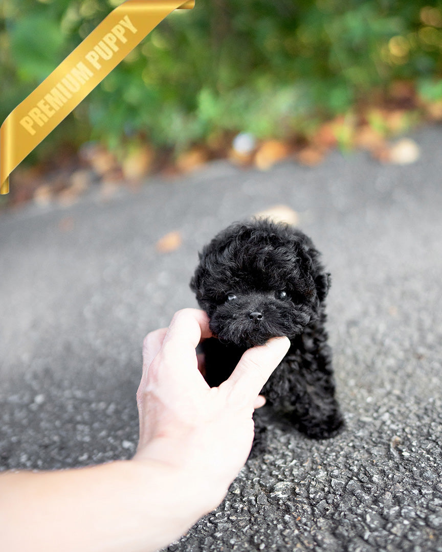 BAILEY - MALE (PURCHASED by FRED) - ROLLYPUPS OFFICIAL