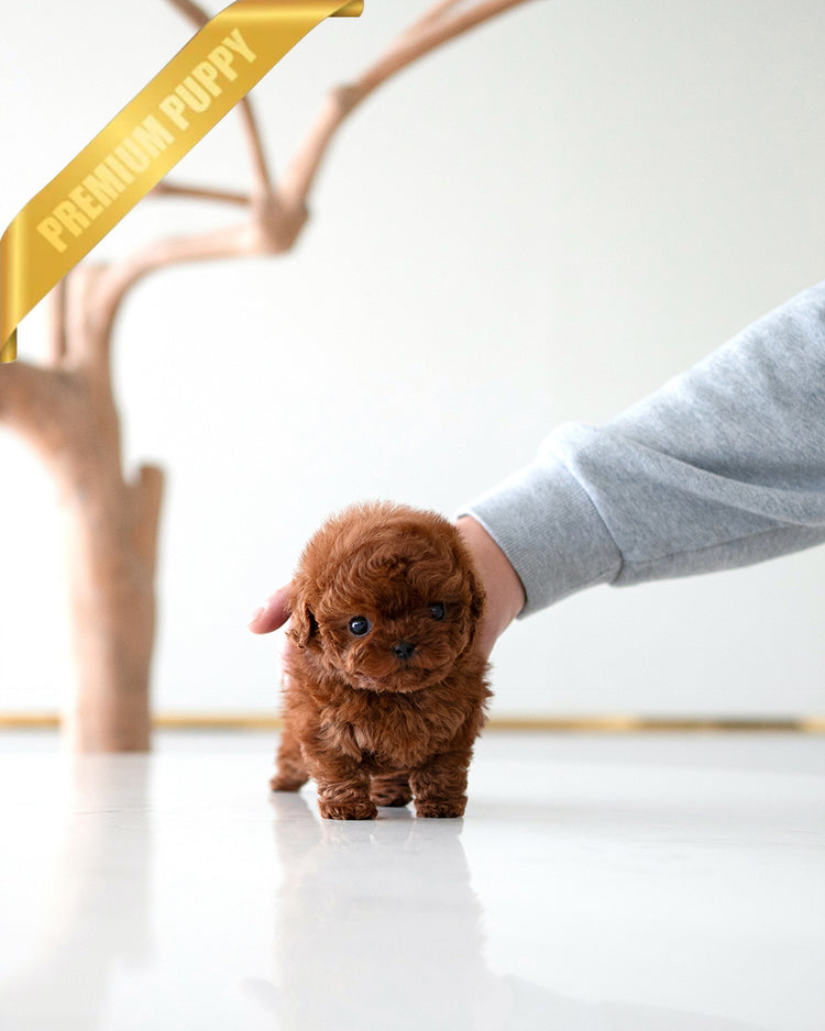 VELVET - FEMALE (PURCHASED by KALEY) - ROLLY TEACUP PUPPIES -