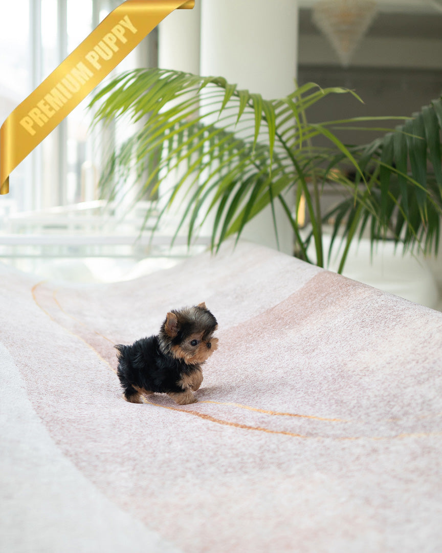 PIPER - MALE (PURCHASED by KELVIN) - ROLLY TEACUP PUPPIES - TEACUP PUPPY FOR SALE