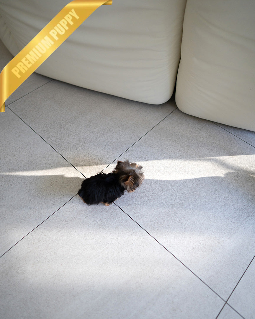 KOFI - MALE (PURCHASED by ANDEE) - ROLLY TEACUP PUPPIES - TEACUP PUPPY FOR SALE