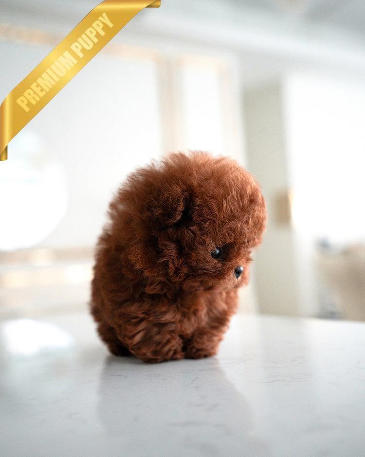 CINNAMON - FEMALE (PURCHASED by KENRIC) - ROLLY TEACUP PUPPIES -