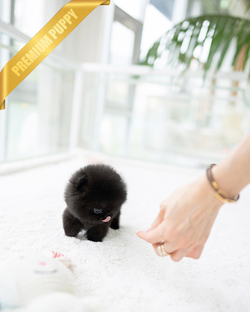 NOIR - MALE - ROLLY TEACUP PUPPIES - TEACUP PUPPY FOR SALE