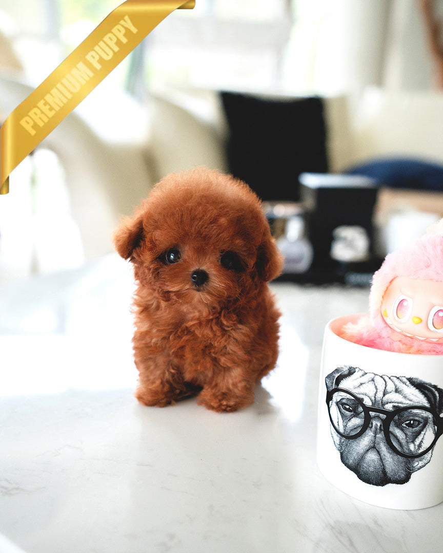 BERRY - FEMALE - ROLLY TEACUP PUPPIES - TEACUP PUPPY FOR SALE