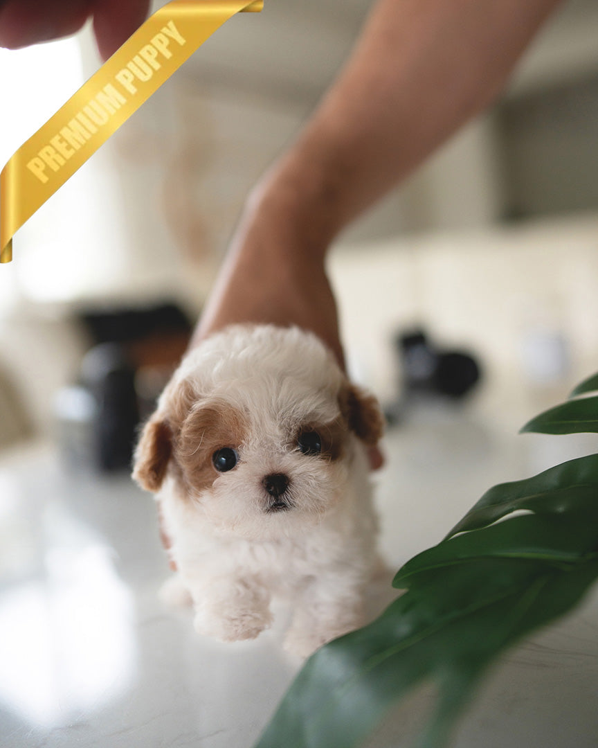 BAMBI - FEMALE (RESERVED by RT) - ROLLY TEACUP PUPPIES - TEACUP PUPPY FOR SALE