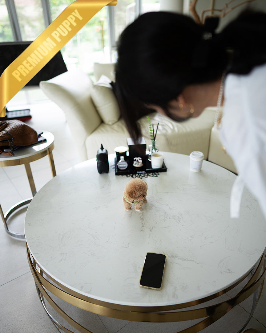 MONTY - MALE (PURCHASED by RT) - ROLLY TEACUP PUPPIES - TEACUP PUPPY FOR SALE