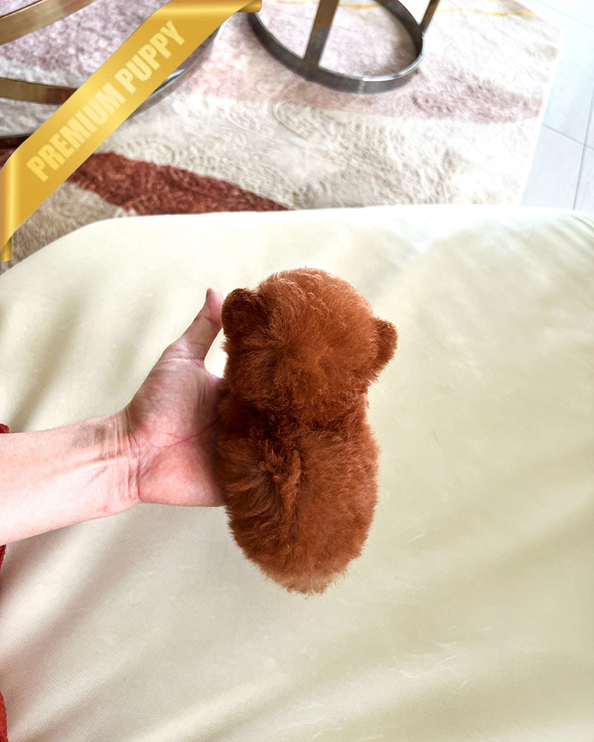 ZIGGY - FEMALE (PURCHASED by LINDSAY) - ROLLY TEACUP PUPPIES - TEACUP PUPPY FOR SALE