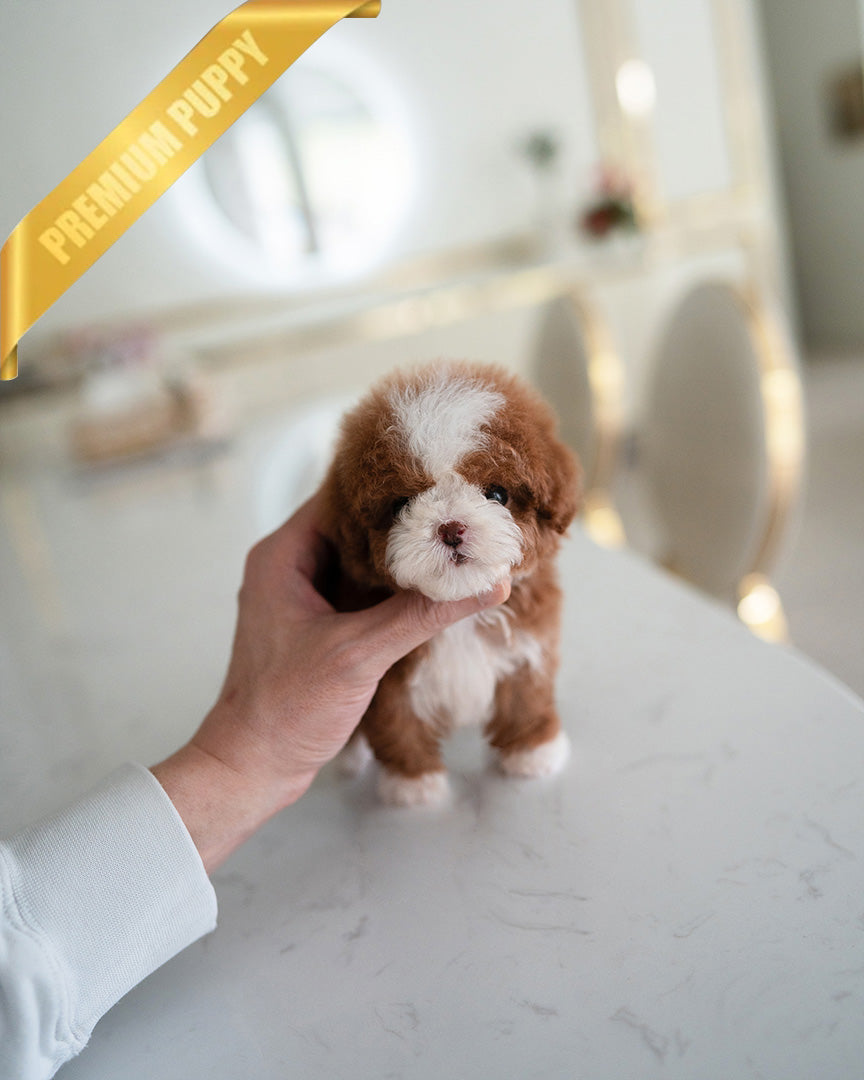 CHLOE - FEMALE (RESERVED by EVA) - ROLLY TEACUP PUPPIES - TEACUP PUPPY FOR SALE