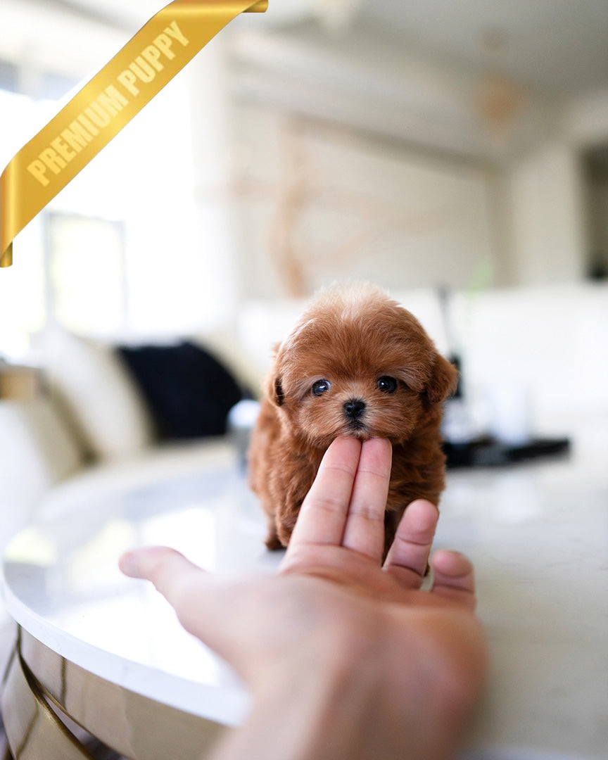 LUCY - FEMALE (PURCHASED by DEIDRE) - ROLLY TEACUP PUPPIES - TEACUP PUPPY FOR SALE