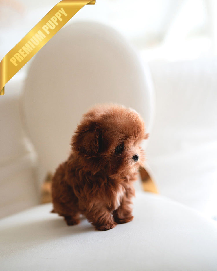 BOOMER - MALE (PURCHASED by SAMIRA) - ROLLY TEACUP PUPPIES - TEACUP PUPPY FOR SALE