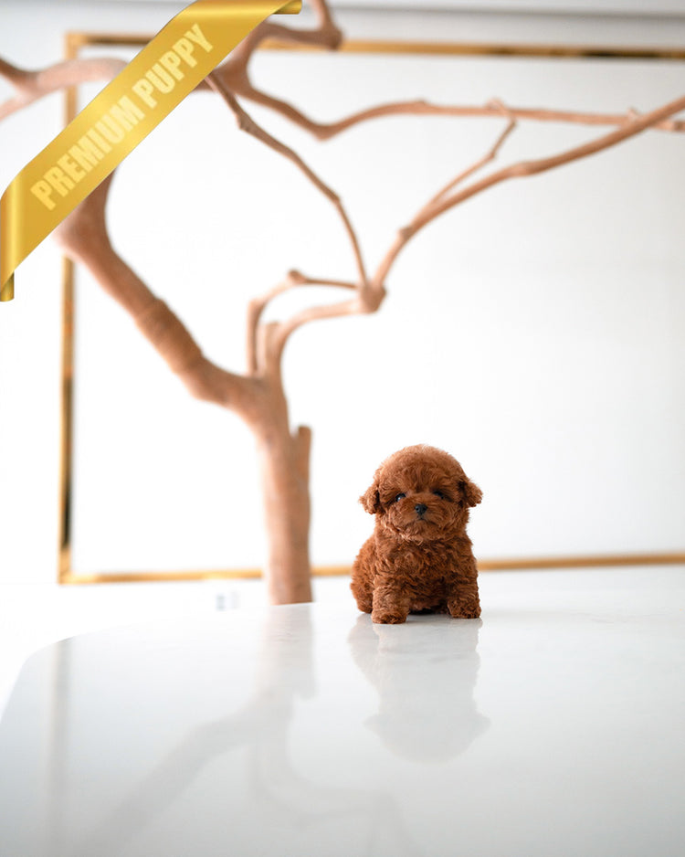 JACK - MALE (PURCHASED by TELLI) - ROLLYPUPS OFFICIAL