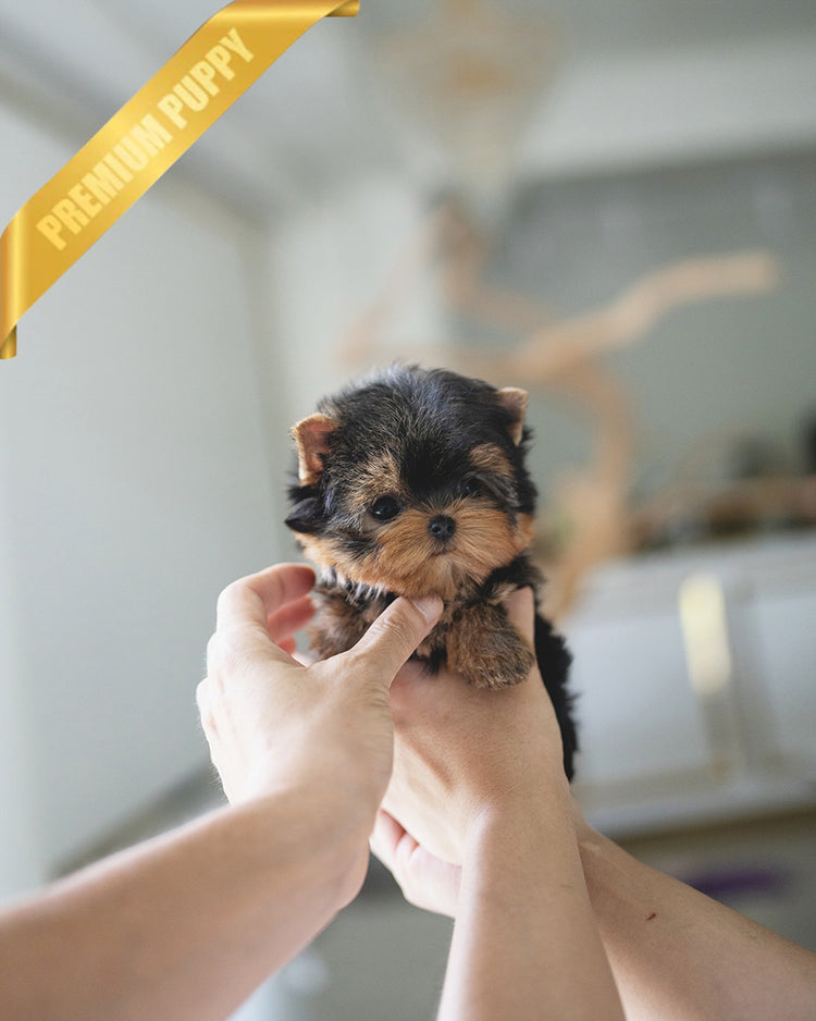 STELLA - FEMALE (PURCHASED by ANT) - ROLLYPUPS OFFICIAL