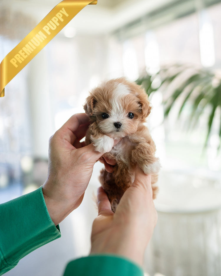 MARCO - MALE (PURCHASED by LUIS) - ROLLY TEACUP PUPPIES - TEACUP PUPPY FOR SALE