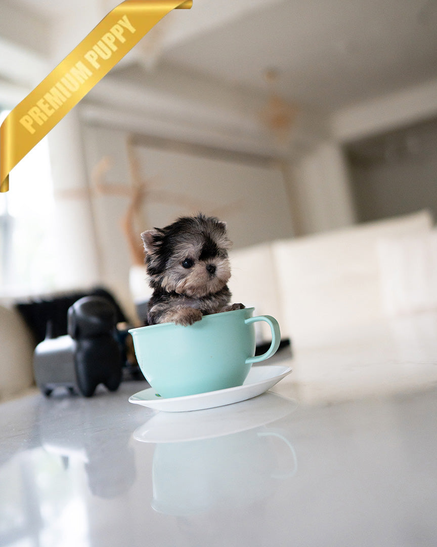 LUNA - FEMALE (PURCHASED by ESTHER) - ROLLY TEACUP PUPPIES - TEACUP PUPPY FOR SALE