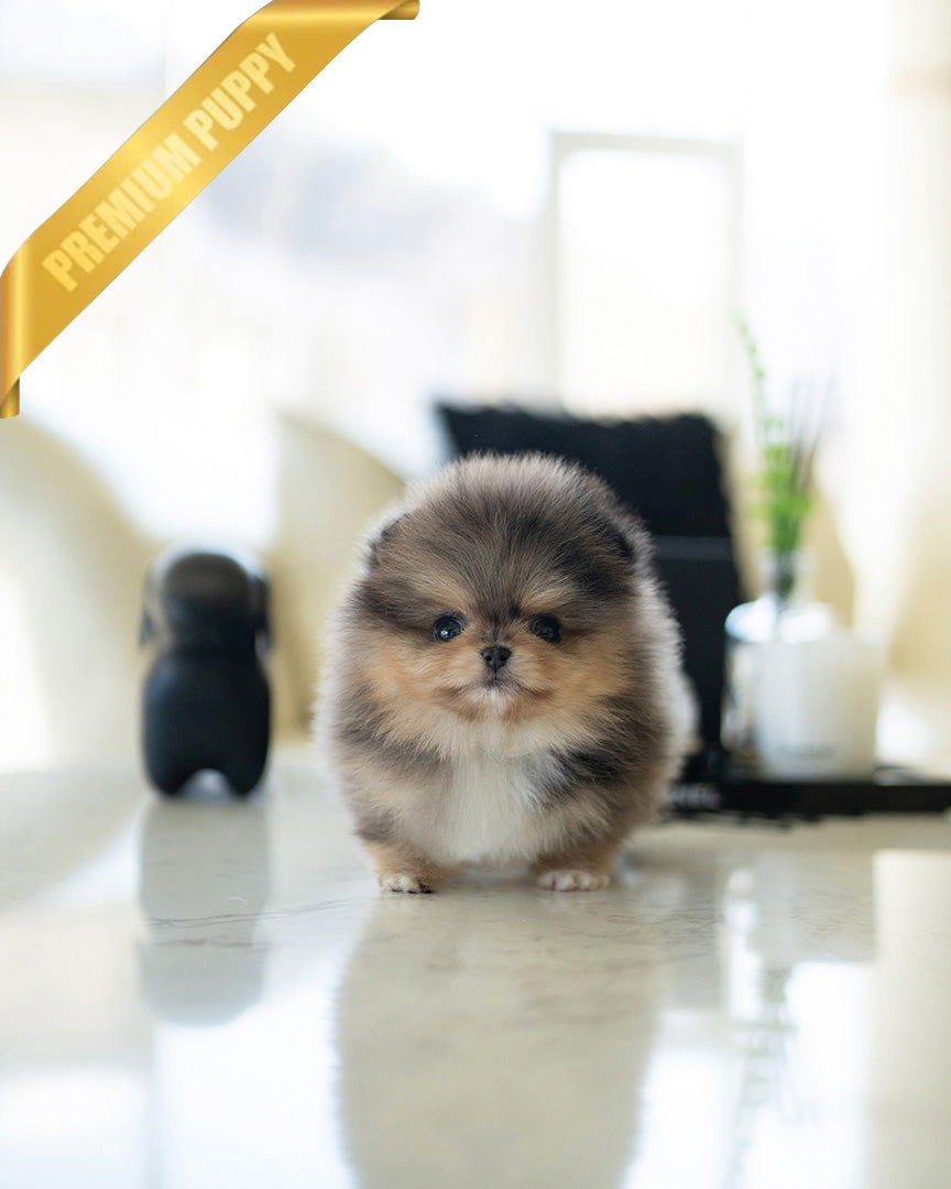 BAMBI - MALE (PURCHASED by ANA) - ROLLY TEACUP PUPPIES - TEACUP PUPPY FOR SALE