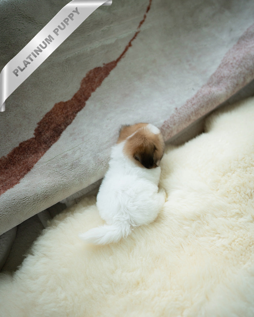 TAFFY - FEMALE (PURCHASED by DEDDY) - ROLLY TEACUP PUPPIES - TEACUP PUPPY FOR SALE