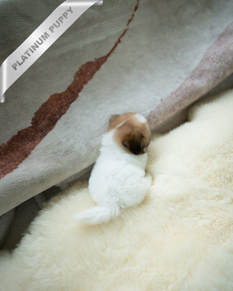 TAFFY - FEMALE (PURCHASED by DEDDY) - ROLLY TEACUP PUPPIES - TEACUP PUPPY FOR SALE