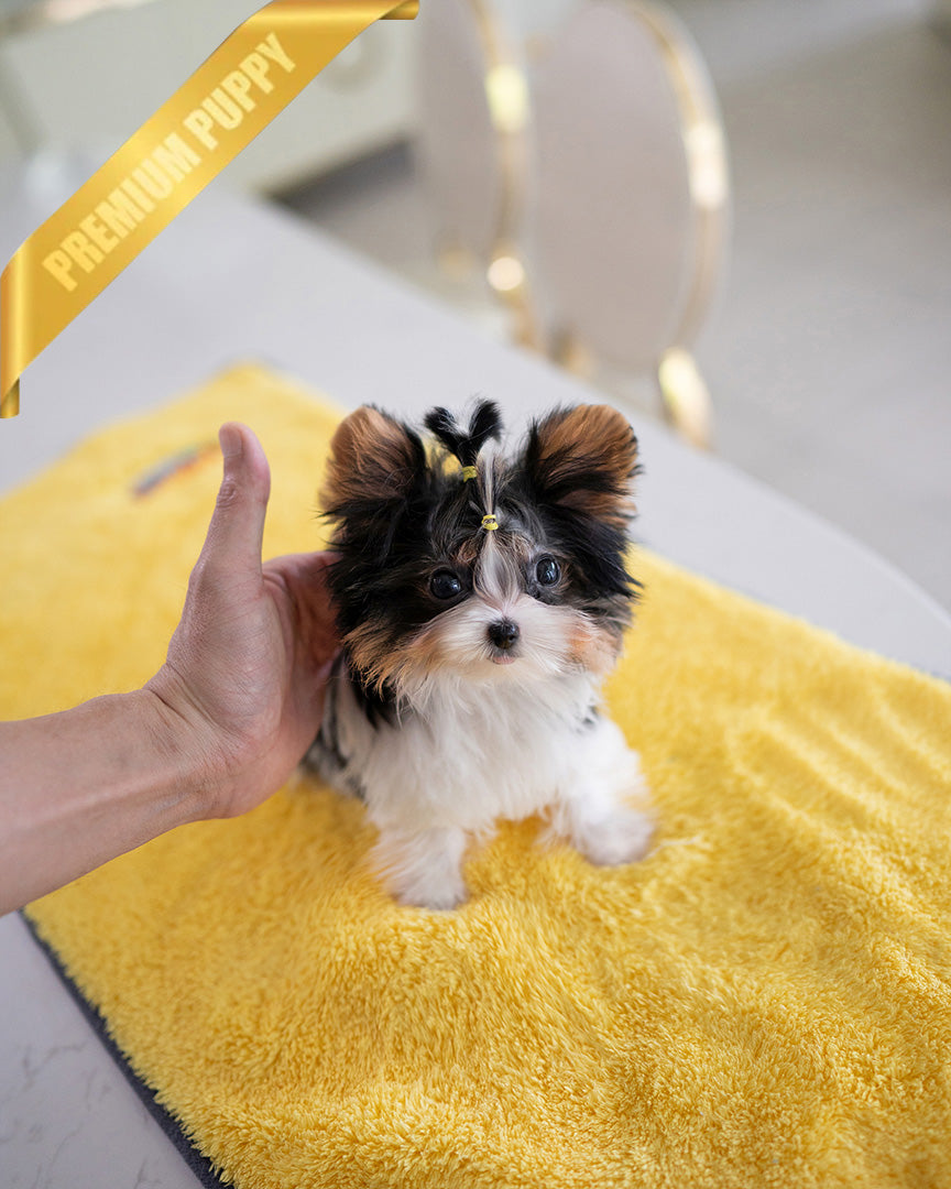 MILO - MALE (PURCHASED by ASHLEY) - ROLLY TEACUP PUPPIES - TEACUP PUPPY FOR SALE