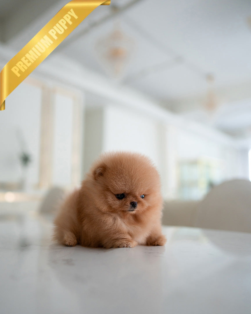 BUTTERS - MALE (RESERVED by ANONYMOUS) - ROLLY TEACUP PUPPIES - TEACUP PUPPY FOR SALE