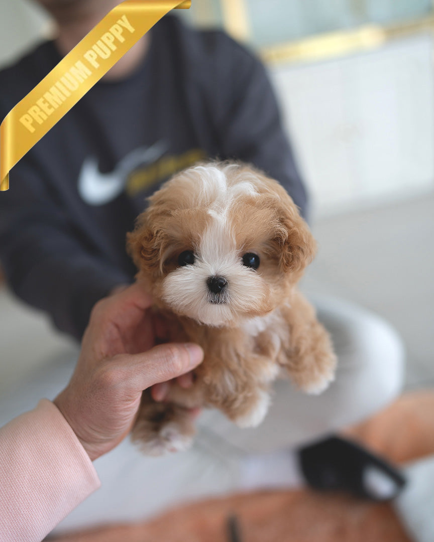 AUSTIN - MALE (PURCHASED by HIEP) - ROLLY TEACUP PUPPIES - TEACUP PUPPY FOR SALE
