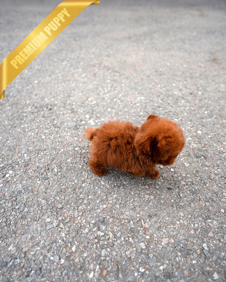 FELIX - MALE (PURCHASED by AHMAD) - ROLLY TEACUP PUPPIES - TEACUP PUPPY FOR SALE