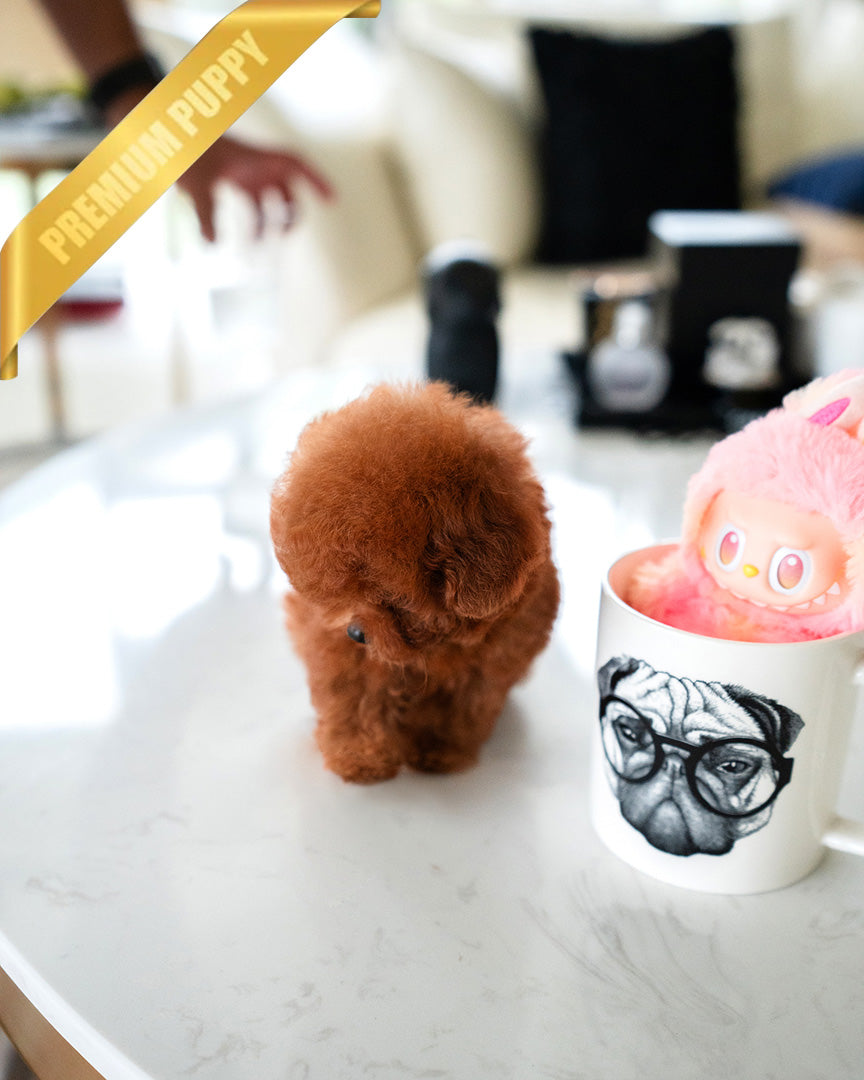 BERRY - FEMALE - ROLLY TEACUP PUPPIES - TEACUP PUPPY FOR SALE