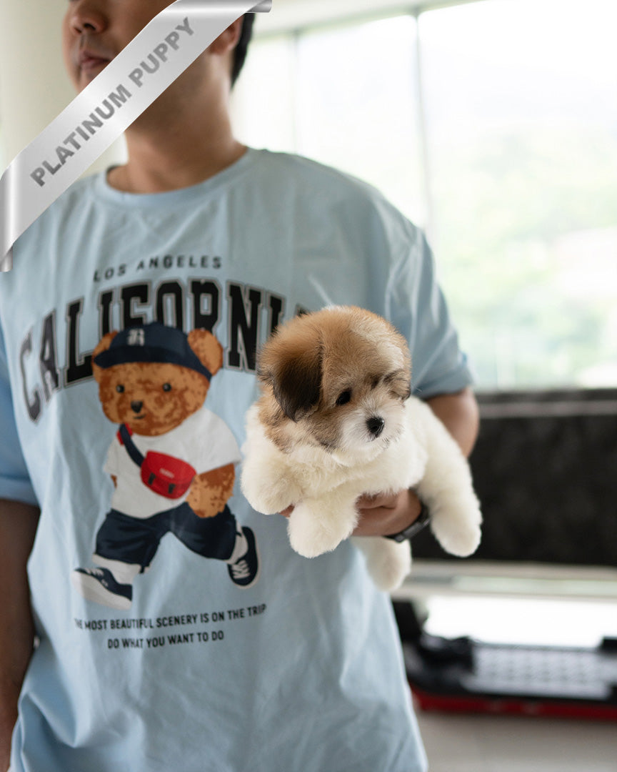 TAFFY - FEMALE (PURCHASED by DEDDY) - ROLLY TEACUP PUPPIES - TEACUP PUPPY FOR SALE